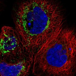 THAP9 Antibody, Novus Biologicals:Antibodies:Primary Antibodies